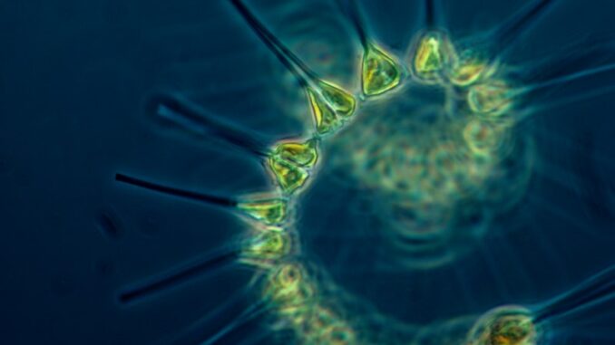 uploaded-image-et-marine-tarifleri-ve-ipuclari-1697899940204